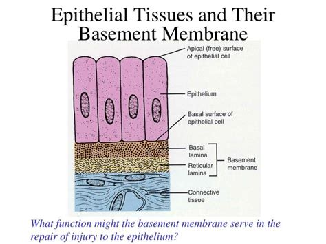 Epithelial Basement Membrane