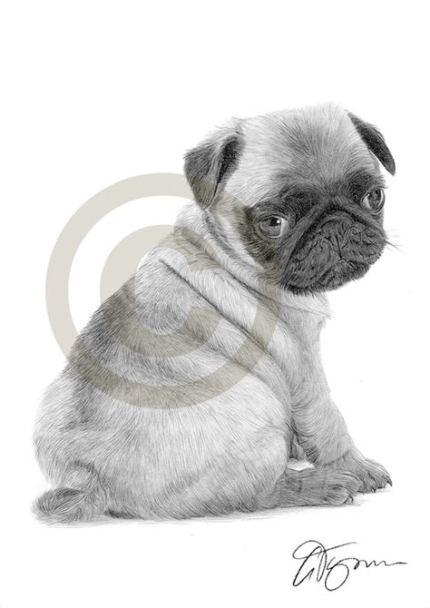Pencil Puppy Pencil Cute Dog Drawing Dog Sketches Pencil Drawings Of