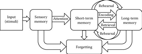 The 3 Stages Of Memory An In Depth Guide With Examples
