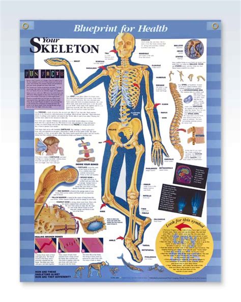 Your Skeleton Pediatric Exam Room Anatomy Poster Clinicalposters