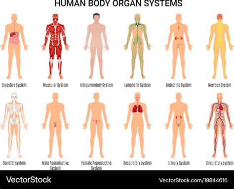 Human Body Organ Systems Poster Royalty Free Vector Image