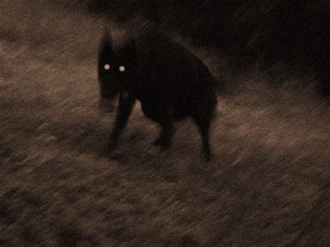 Black Dog Ghostly Dogs With Glowing Eyes Feature In European Folklore