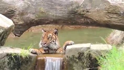Tigre Tiger Memphis Zoo Video Hd Youtube