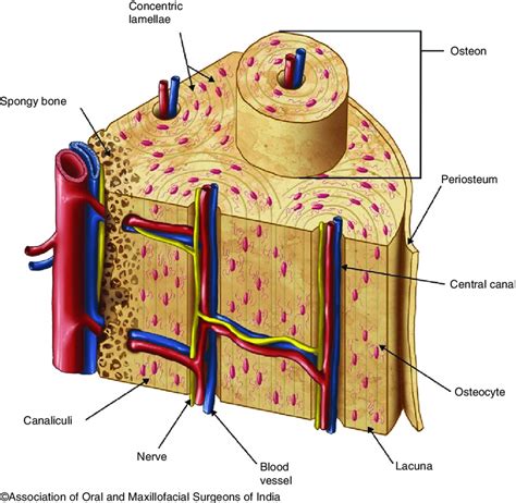 Cross Section Of Bone Showing A Cortical Bone And Spongy Cancellous Download Scientific