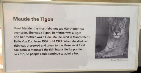 The Belle Vue Tigon At Manchester Museum Manchester Evening News