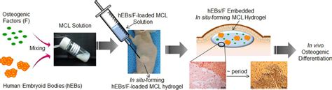 Materials Free Full Text In Vivo Osteogenic Differentiation Of