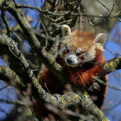 Beautiful Vibrant Red Panda Bear In Tree Trying To Sleep Ailurus