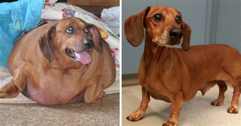Created by icelandicorangutana community for 5 years. Obese Dachshund Drops 50 Pounds, Becomes A Calendar Model ...