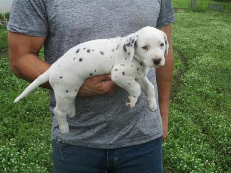 Aca Registered Dalmatian Puppy Beverly Hills Puppies For Sale Near Me