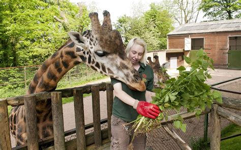 What Degree is Needed To Become a Zoologist?