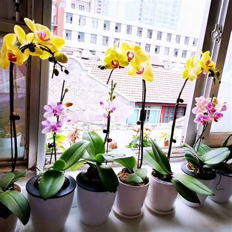 Malaysia Ready Stock Phalaenopsis Orchid Seeds Indoor Plants Real Live Butterfly Orchid Plant In