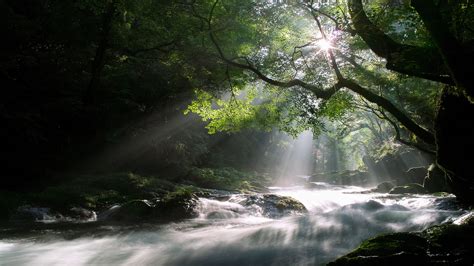 1920x1080 Trees Morning Nature Forest Rays Stream Light Sun