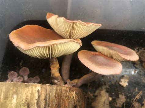 Gymnopilus Luteofolius Mushrooms Of Ct