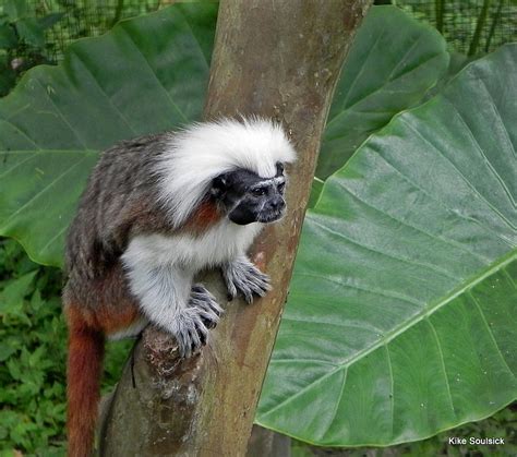 Colombia Animales En Vía De Extinción Mono Tití Cabeciblanco