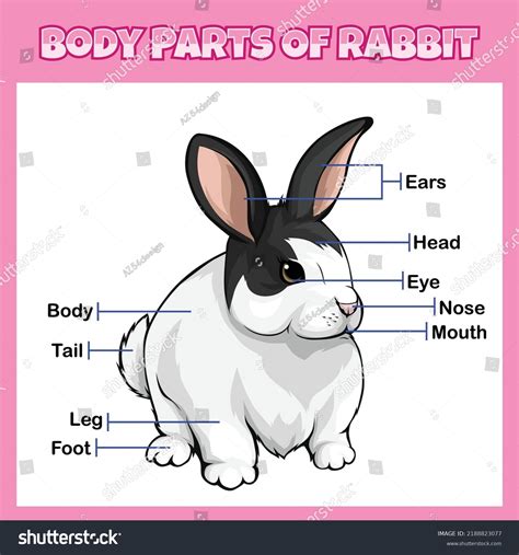Body Parts Rabbit Illustration Vector File Stock Vector Royalty Free