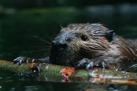 Beavers Battling Climate Change And Fish Who Love To Play Peta