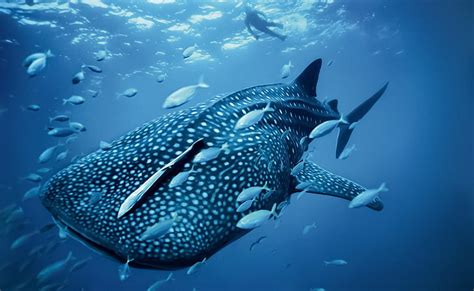 Hd Wallpaper Whale Shark Best Computer Underwater Sea Fish Animal