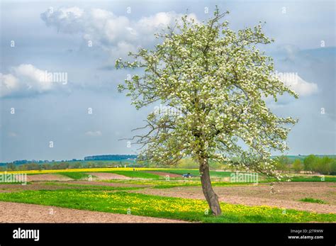 Single Blossoming Tree In Spring Stock Photo Alamy