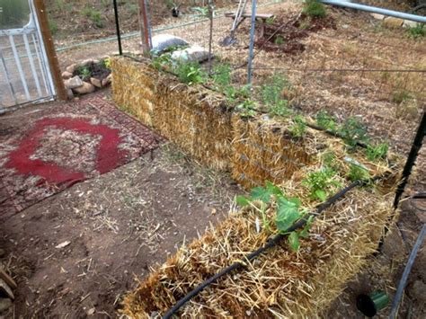 A Water Saving Veggie Garden For The Foothills Sierra