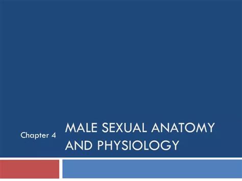 Ppt Male Sexual Anatomy And Physiology Powerpoint Presentation Free Download Id1990899