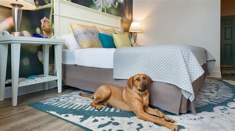 The Best Pet Friendly Hotels To Book In Sarasota Florida
