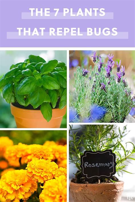 7 Indoor And Outdoor Plants That Repel Bugs Plants That Repel Bugs