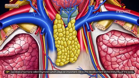 Gross Anatomy Of Thymus Location And Relations Gross Anatomy B Cell