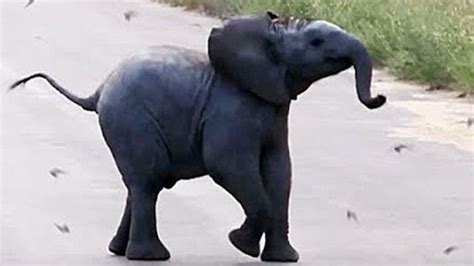 Watch This Baby Elephant Chasing Birds Is The Cutest Thing Youll See