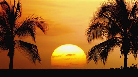 Palm Tree Sunset Pictures Palm Tree Sunset Wallpaper 70 Images