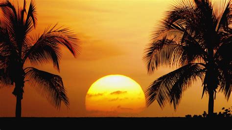 Free download Tropical Beaches Beautiful Palm Trees Sunrise Sunset ...