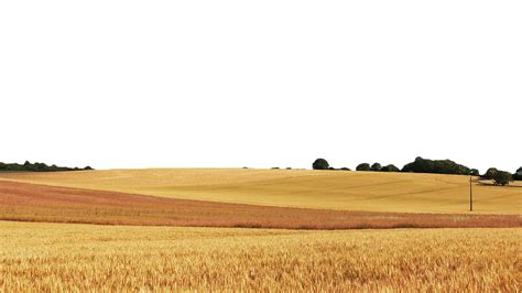 Wheat Field Png Images Png All Png All