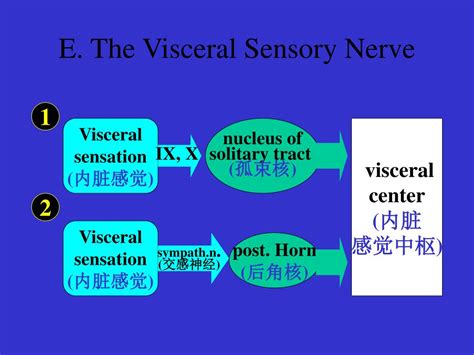 Ppt Section 3 Visceral Nervous System 内脏神经系统 Powerpoint