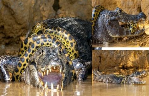 A Fierce Fight Between A Crocodile And A Giant Anaconda See Who Won