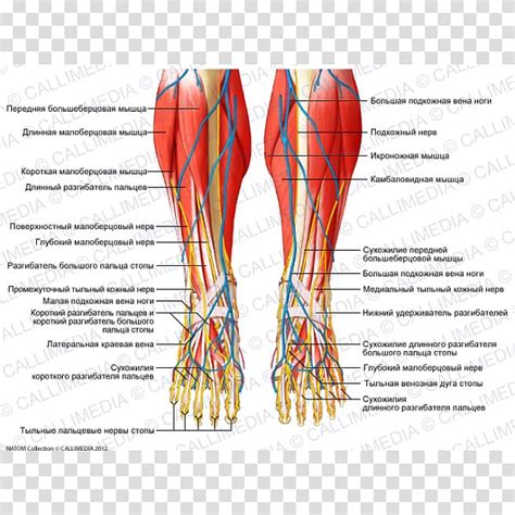 Leg Muscle Diagram Cardiovascular System Of The Leg And Foot The