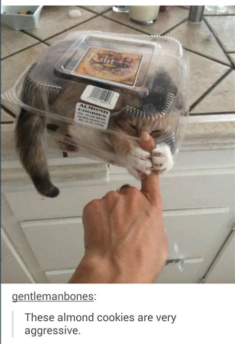 21 Posts That Perfectly Sum Up Cat Ownership Animal Jokes Funny Animal