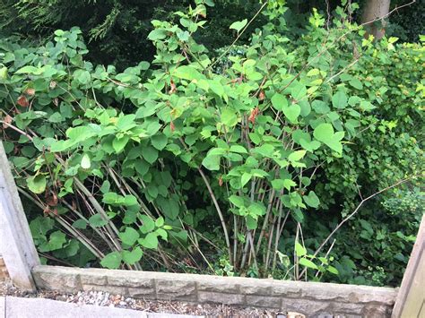 Legal Loophole For New Build Properties With Japanese Knotweed