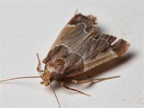 Insects in the City: Running from Little Brown Moths