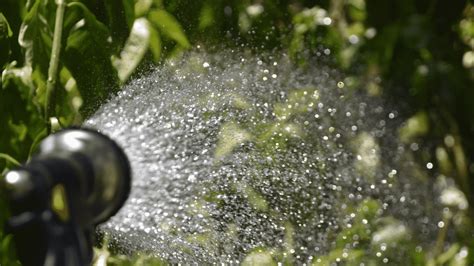 A Guide To Watering Your Garden Plants Little Leafy
