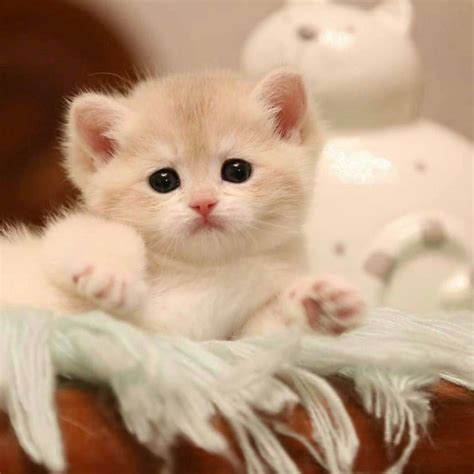 20 Chatons Trop Mignons Qui Vont Vous Donner Envie De Caresser Votre