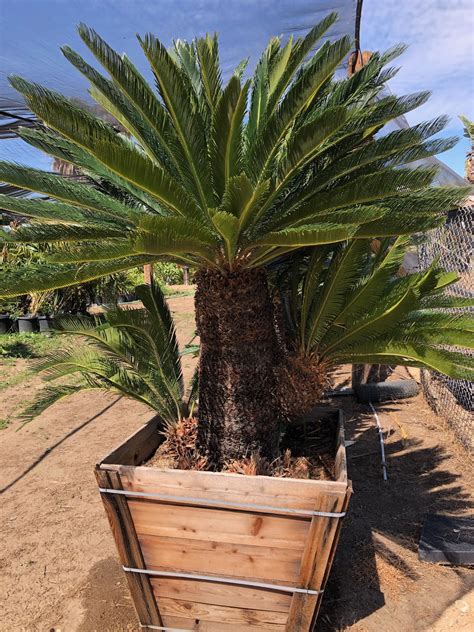 Gregory Palm Farms Come See Our Prehistoric Cycads Gregory Palm