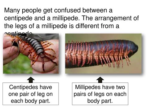 Ppt Millipedes Powerpoint Presentation Free Download Id4949515