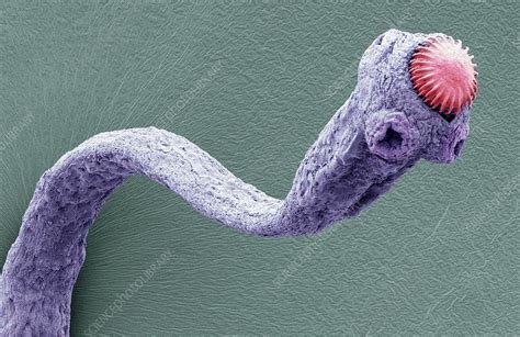 Tapeworm Sem Stock Image C0169077 Science Photo Library