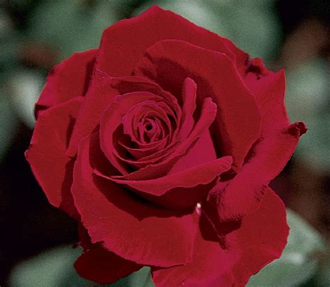 Ol Weeks Hybrid Tea Rose A Beautiful Red Blooms That Is Stunning In