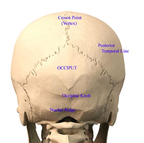 Back Of Head Skull Anatomy Cranial Bones Of The Skull Anatomy Cranium