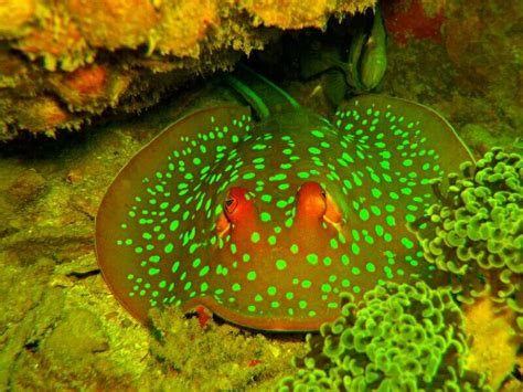 Christmas Ray With Images Deep Sea Creatures Ocean