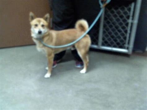 Az Pup Adopted Southern California Shiba Inu Rescue Inc And Friends By