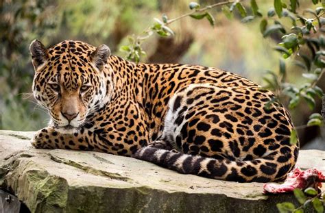 Pin By Fran Gutierrez On Cats Unique Jaguar Animal Dangerous Animals