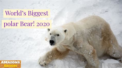 Amazons Polar Bear Viral Bear World Biggest Polar
