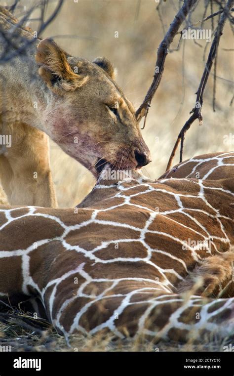 Lioness Panthera Leo Hunting A Giraffe Giraffa Camelopardalis