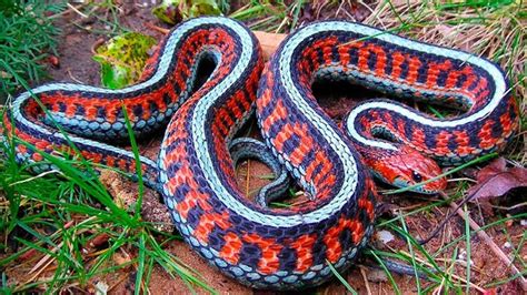 7 Increíbles Serpientes Del Amazonas Que No Conocias Youtube